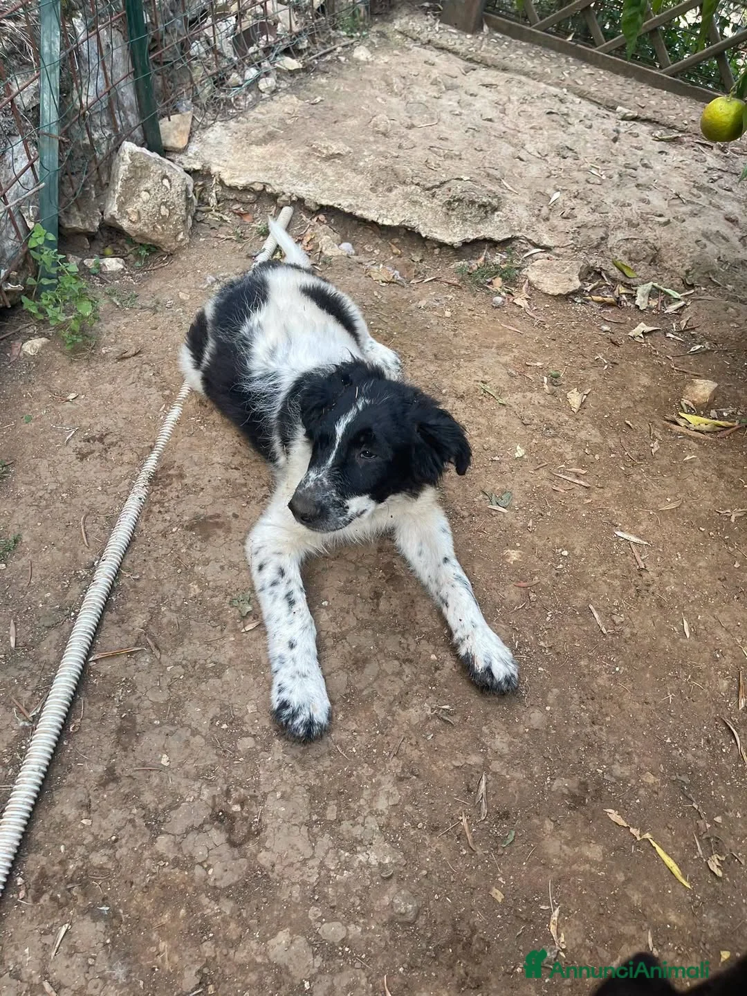 Meticcio cani in regalo: Zorro cucciolo giocherellone - Annuncio 9
