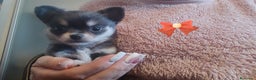 Chihuahua cani in vendita: Chihuahua cuccioli mini pedigree ENCI  - Annuncio 9