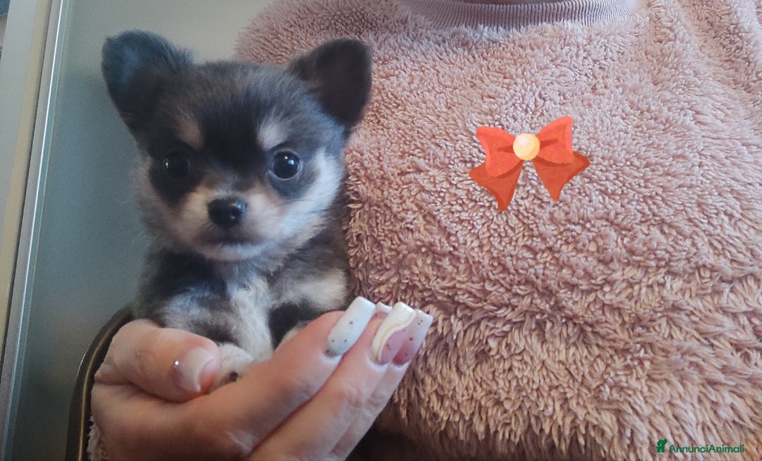 Chihuahua cani in vendita: Chihuahua cuccioli mini pedigree ENCI  - Annuncio 9