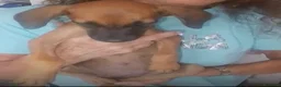 Segugio cani in regalo: Titti dolcissima simil segugina  - Annuncio 4