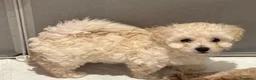 Barboncino cani in vendita: Barboncini - Annuncio 6