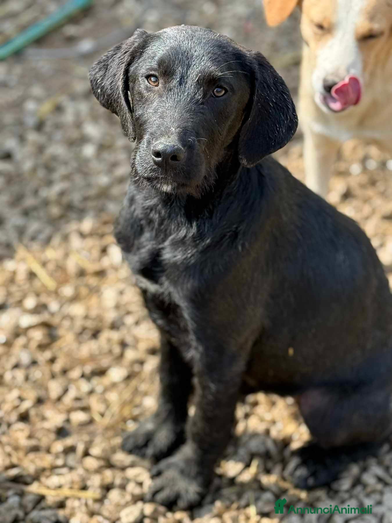 Labrador cani in regalo: KIRA e KALA, cucciolone mix LABRADOR! Dolcissime - Annuncio 6