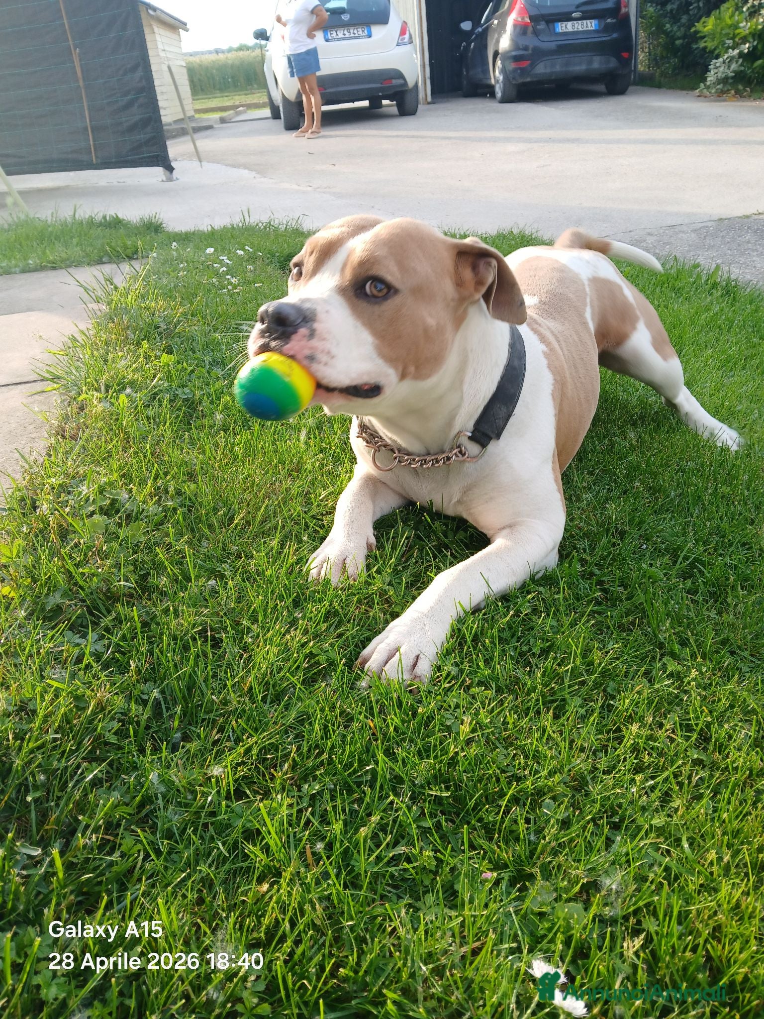 American Staffordshire cani American staffordshire terrier - Annuncio 7