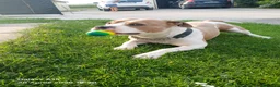 American Staffordshire cani in regalo: American staffordshire terrier - Annuncio 1