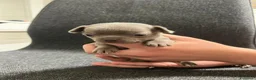Chihuahua cani in vendita: Cuccioli Maschi Chihuahua a Provincia di Brescia - Annuncio 6