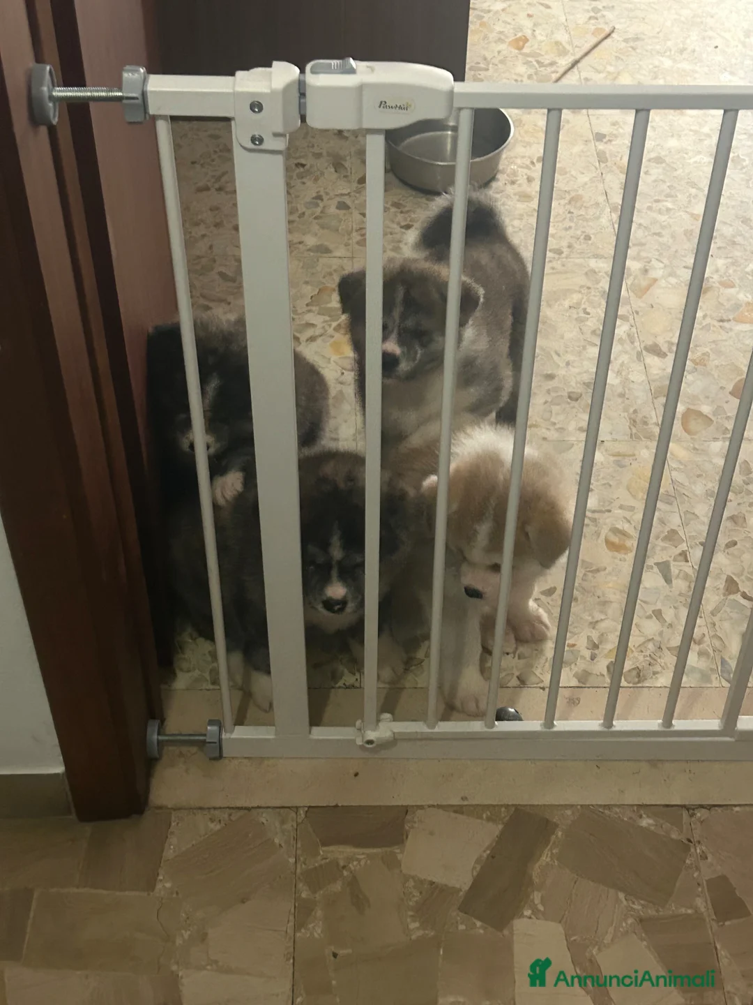 Akita Inu cani in vendita: Cuccioli di Akita inu - Annuncio 2