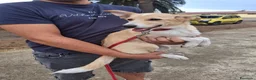 Meticcio cani in regalo: FIAMMA 🩷 DAL FUOCO, VERSO UNA NUOVA VITA 🙏🏻 a Provincia di Pavia - Annuncio 10