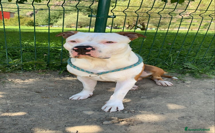 American Staffordshire cani a Provincia di Sondrio - Annuncio 6