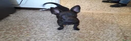 Meticcio cani in regalo: Meticcio 5 anni - Annuncio 1