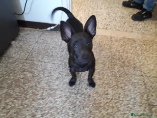 Meticcio cani Meticcio 5 anni - Annuncio 1