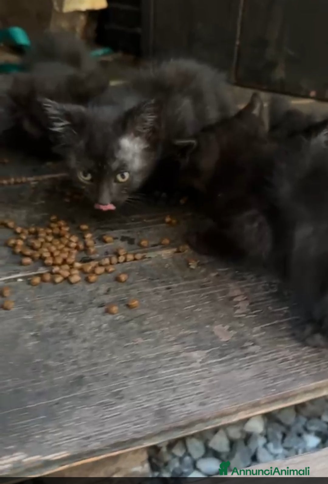 Meticcio gatti in regalo: GATTINI NERI a Provincia di Piacenza - Annuncio 4