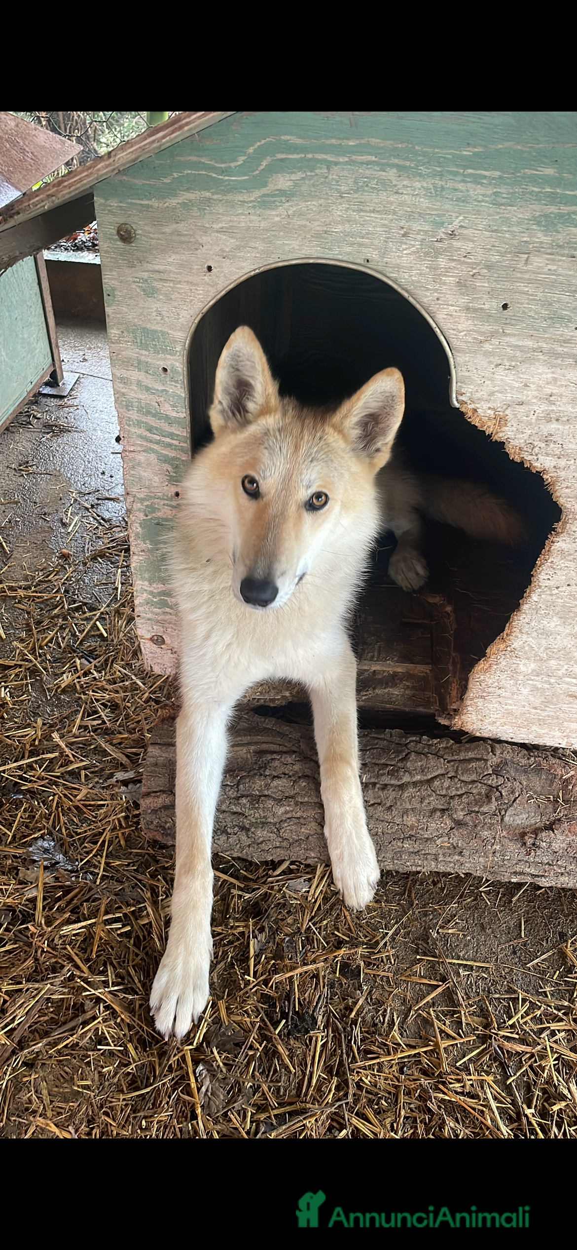 Meticcio cani Cucciola di American Wolfdog - Annuncio 1