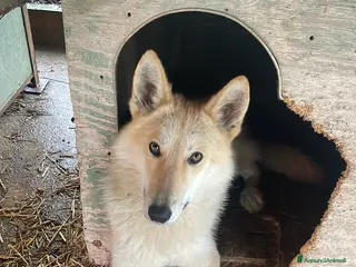Meticcio cani Cucciola di American Wolfdog - Annuncio 12