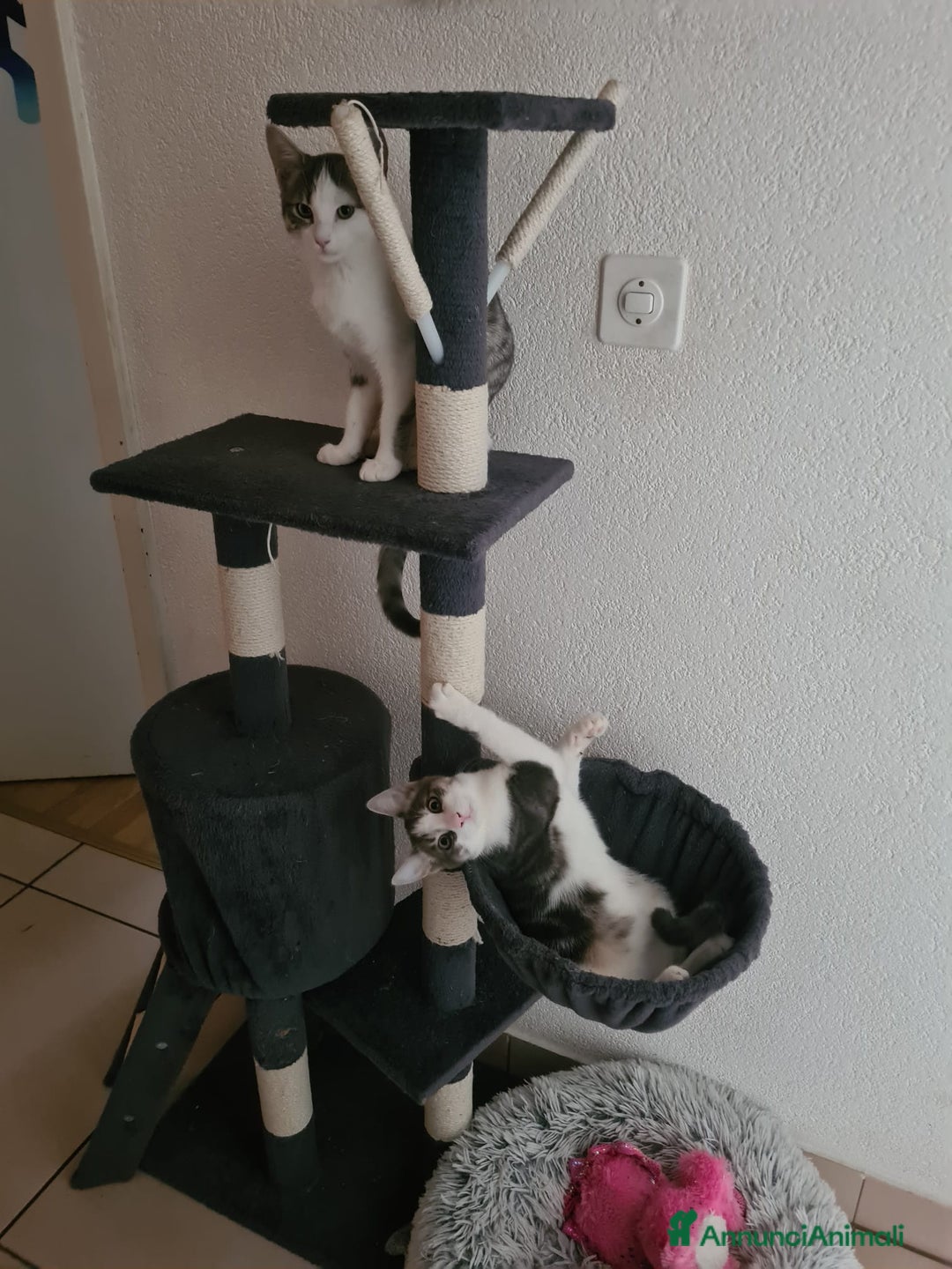 Meticcio gatti in regalo: GATTINI DOLCISSIMI  - Annuncio 2