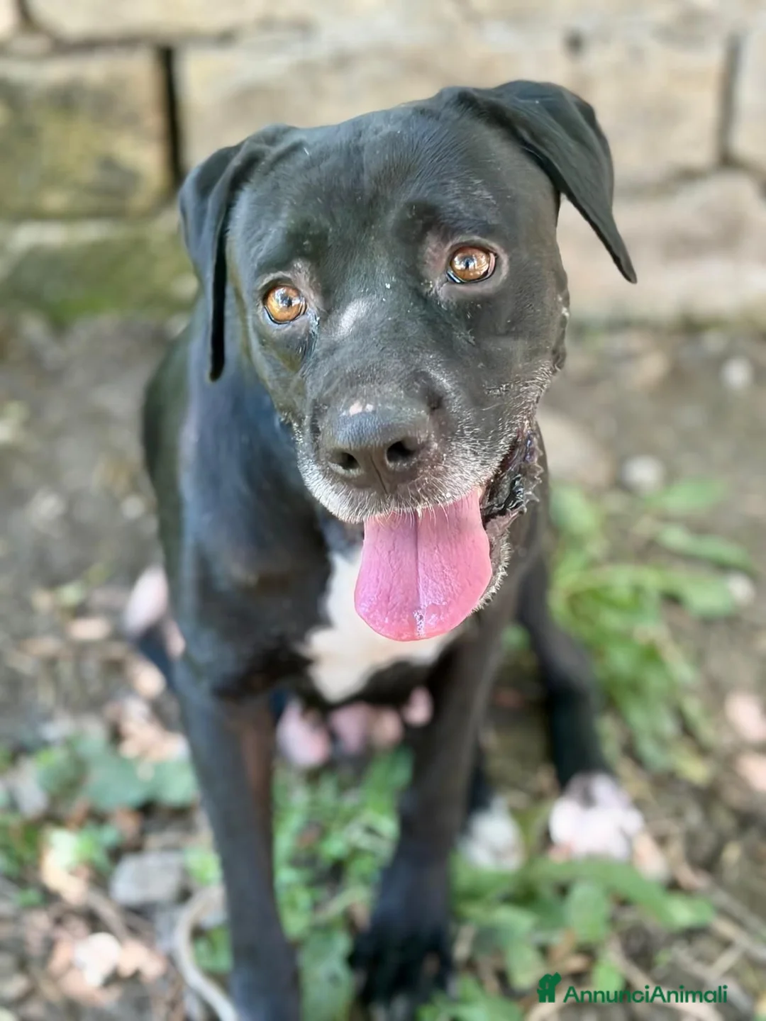 Meticcio cani in regalo: Lucinda - Annuncio 2