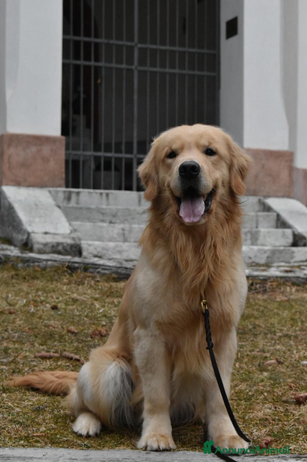 Golden Retriever cani in vendita: Cuccioli di Golden Retriever Angloamericani - Annuncio 3