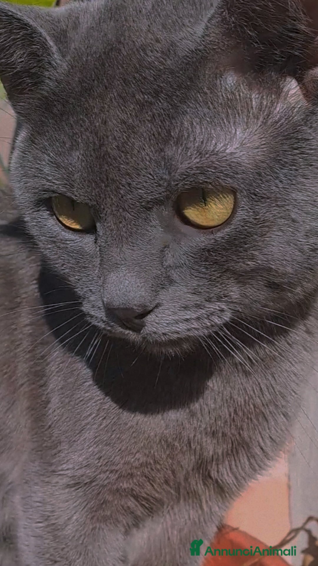 Certosino gatti Gattino Certosino pedigree AFI - Annuncio 1