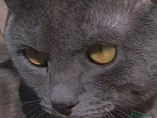 Certosino gatti Gattino Certosino pedigree AFI - Annuncio 1