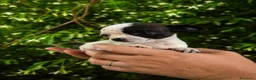 Chihuahua cani in vendita: Chihuahua toy - Annuncio 2