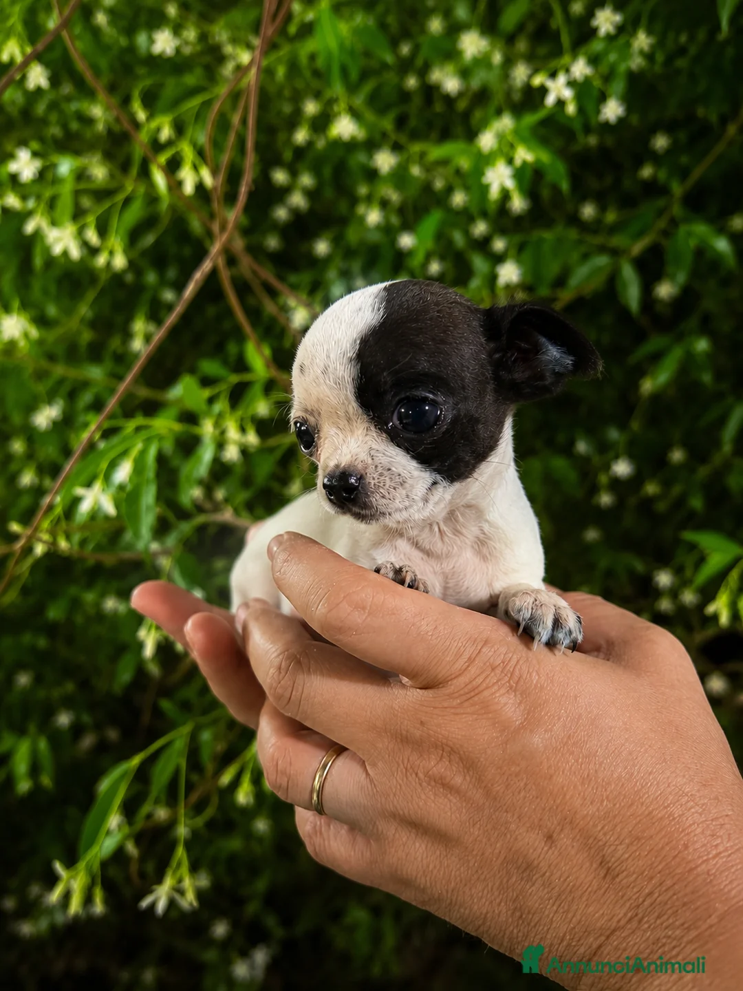 Chihuahua cani in vendita: Chihuahua toy - Annuncio 2