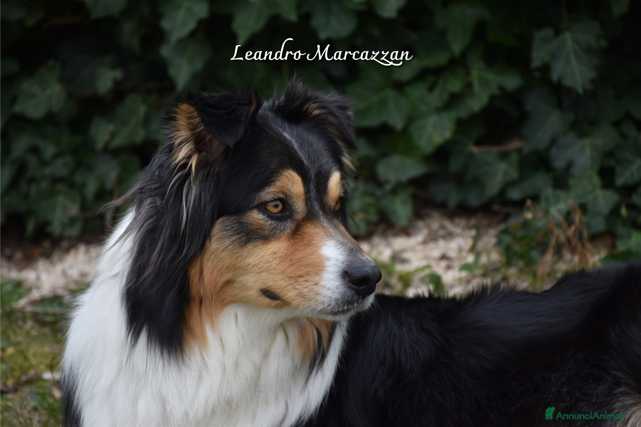Australian Shepherd cani Cuccioli pastore australiano - australian shepherd - Annuncio 24