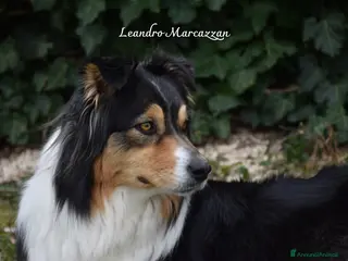 Australian Shepherd cani Cuccioli pastore australiano - australian shepherd - Annuncio 24