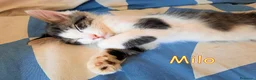 Europeo gatti in regalo: MILO GATTINO DI 4 MESI - Annuncio 3
