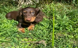 Bassotto cani in vendita: 🌟Splendidi cuccioli di bassotto a pelo lungo🌟 a Città metropolitana di Milano - Immagine 12
