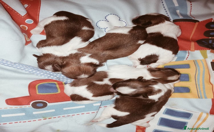 Shih Tzu cani - Annuncio 6