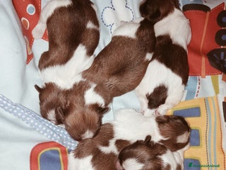 Shih Tzu cani Cuccioli di shih Tzu - Annuncio 18