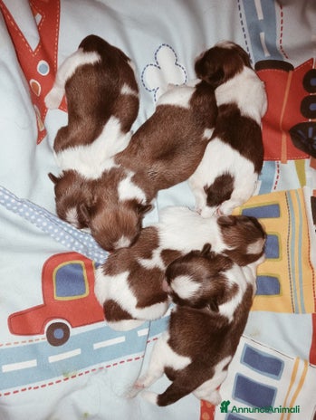 Shih Tzu cani - Annuncio 6