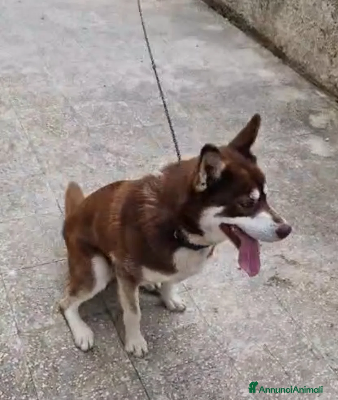 Husky cani in regalo: Siberian Husky marrone 1anno,tolto dalla catenaSUD - Annuncio 8