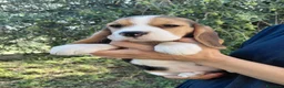 Beagle cani in vendita: Cuccioli di Beagle  - Annuncio 3