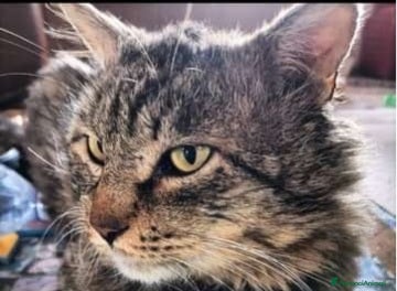 Europeo gatti Micio tigrato pelo lungo vive solo.FIV+. SICILIAA a Città metropolitana di Milano - Annuncio 21