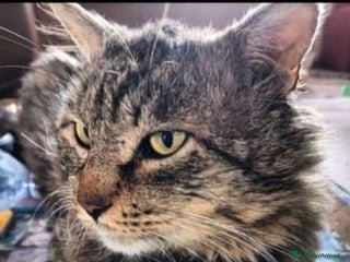 Europeo gatti Micio tigrato pelo lungo vive solo.FIV+. SICILIAA a Città metropolitana di Milano - Annuncio 17