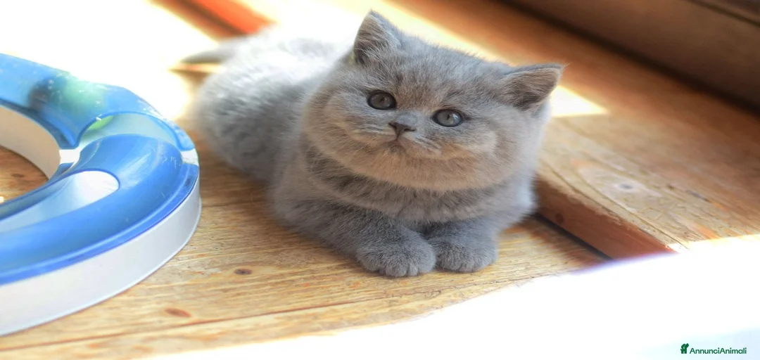 Immagine della galleria {{count}}