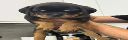 Rottweiler cani in vendita: Rottweiler alta genealogia  - Annuncio 2