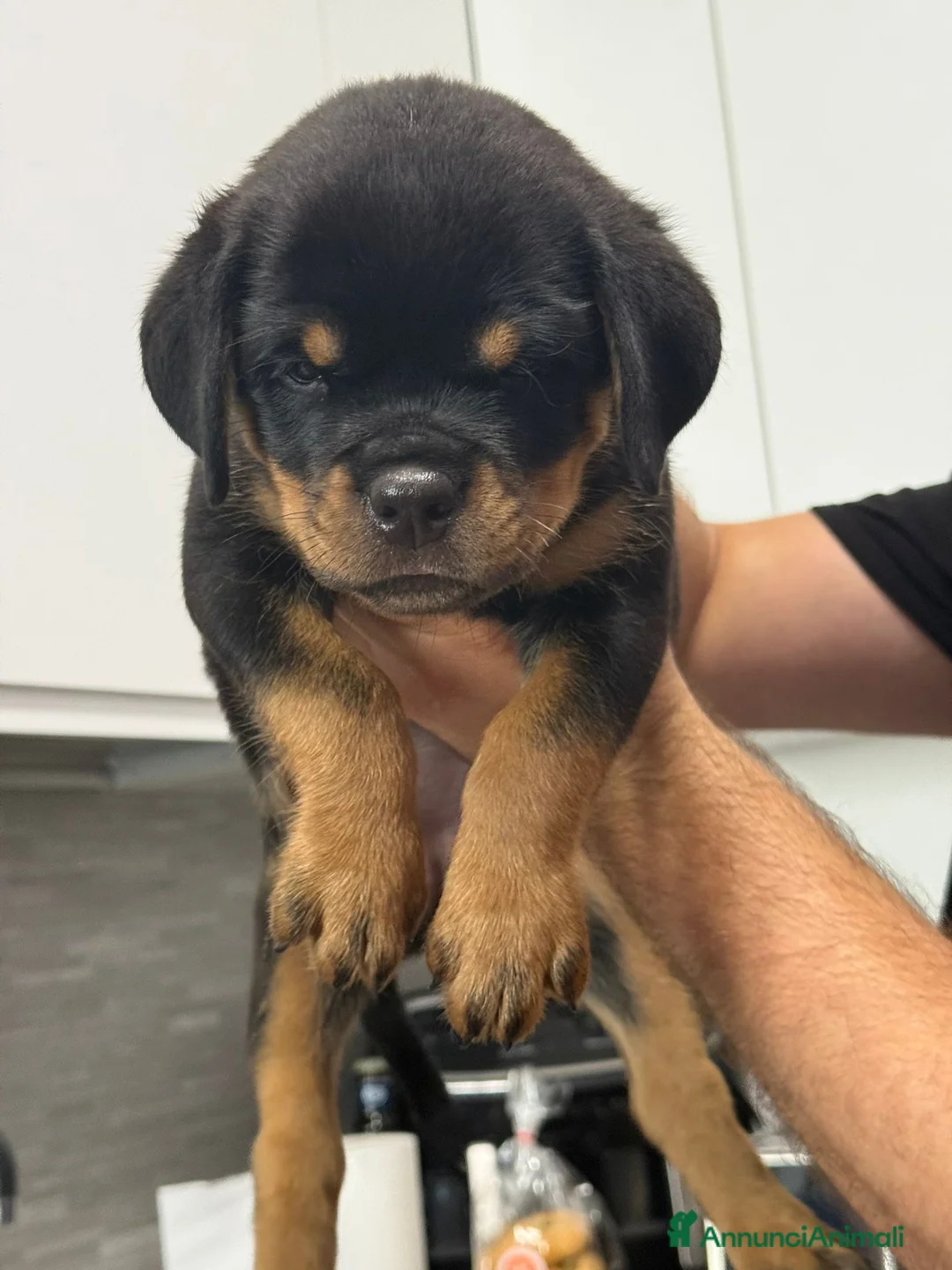 Rottweiler cani in vendita: Rottweiler alta genealogia  - Annuncio 2