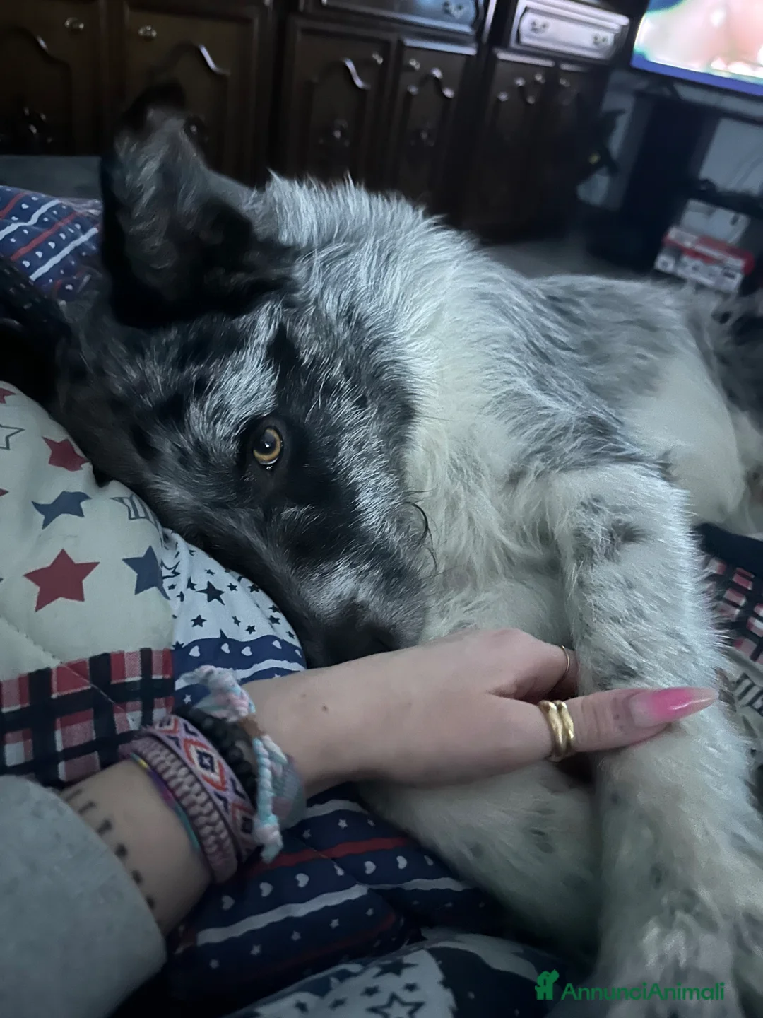 Meticcio cani in regalo: Regalo incrocio border collie pastore di oropa a Provincia di Varese - Annuncio 2