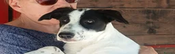 Meticcio cani in regalo: LA DOLCE BELINDA STA CERCANDO LA SUA FAMIGLIA - Annuncio 1