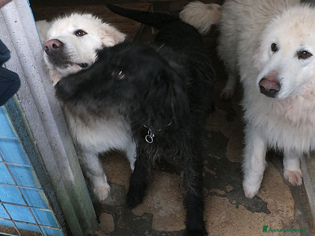 Meticcio cani in regalo: Ciclone, in canile,quando vai lì, speri sempre di  - Annuncio 3
