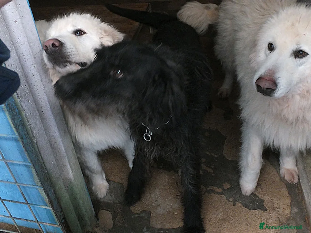 Meticcio cani in regalo: Ciclone, in canile,quando vai lì, speri sempre di  - Annuncio 3