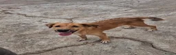 Meticcio cani in regalo: LIMONE 🩷 ASPRA LA VITA, DOLCISSIMA LEI a Provincia di Pavia - Annuncio 5