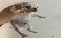 Chihuahua cani in vendita: Chihuahua pedigree Enci a rimborso spese  a Città metropolitana di Roma Capitale - Immagine 2
