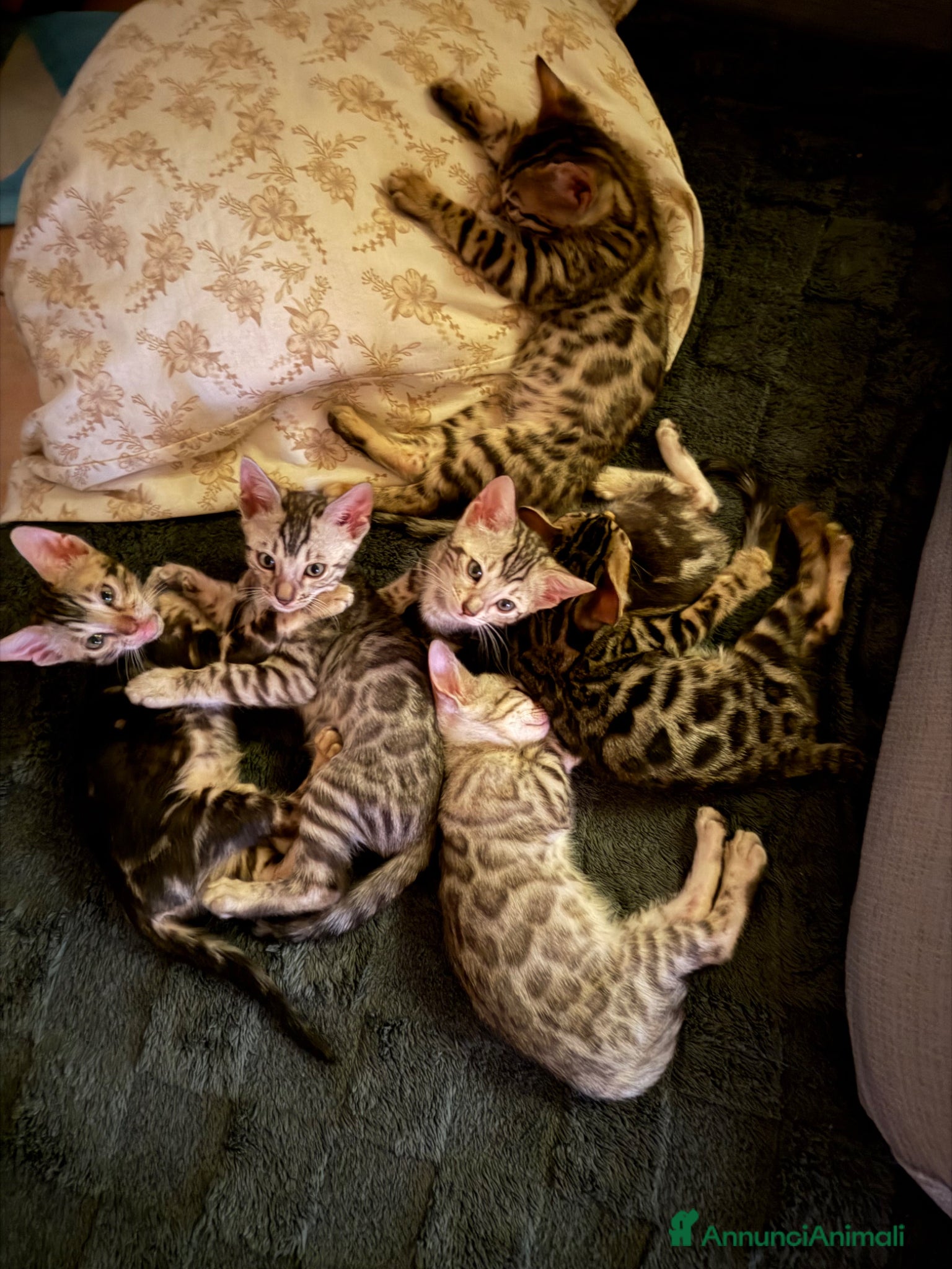 Bengala gatti Cuccioli bengala  - Annuncio 34