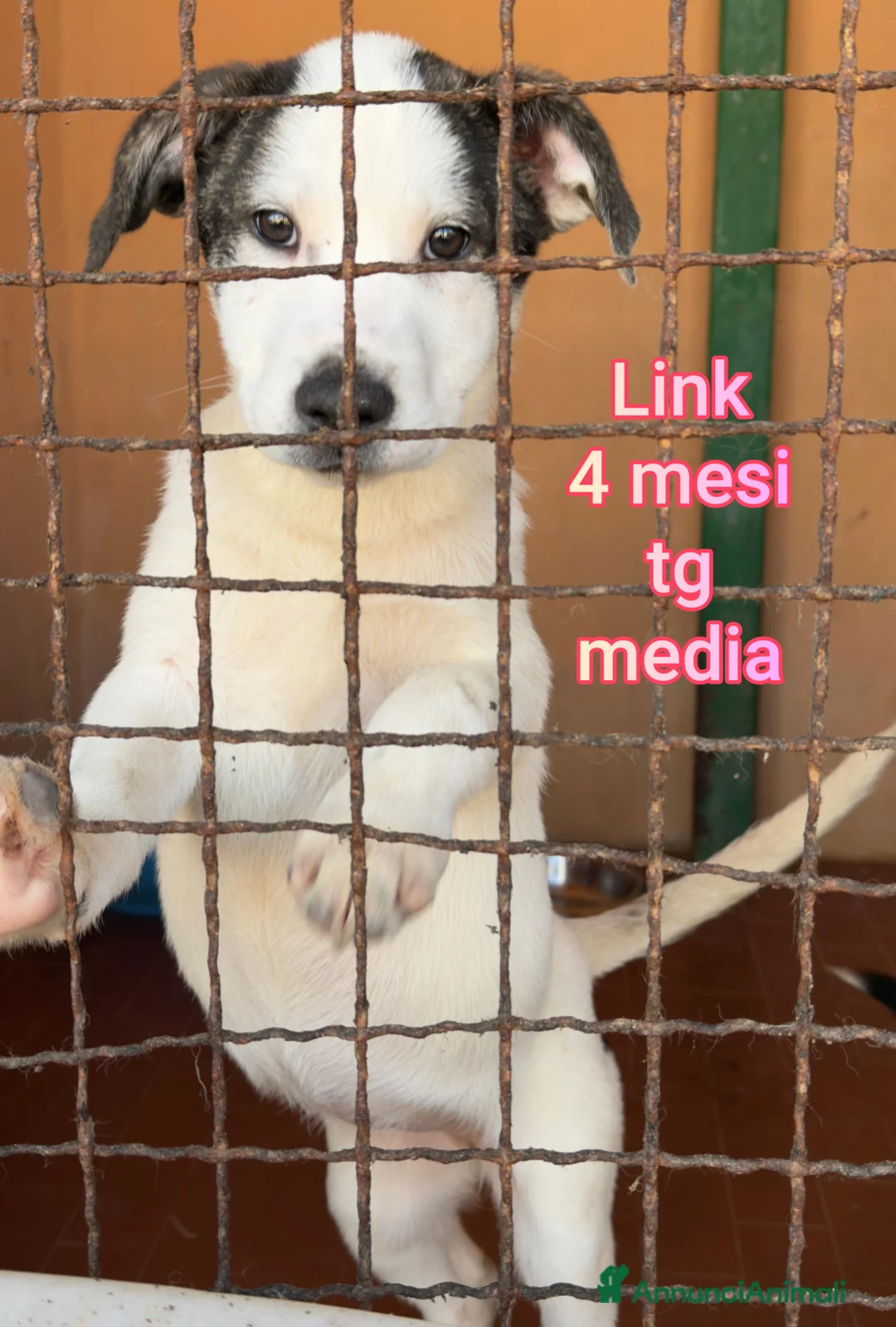 Meticcio cani in regalo: SALVA LA VITA A UN CUCCIOLO  - Annuncio 11