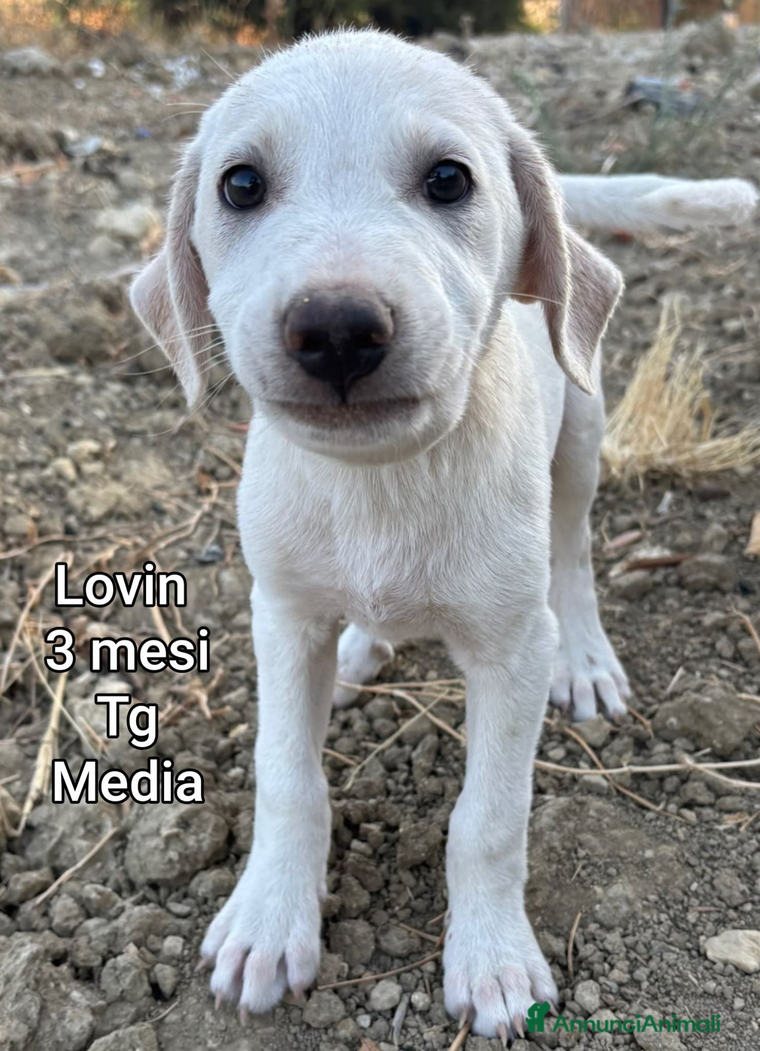 Meticcio cani CUCCIOLI: URGENTE, TEMPO SCADUTO  - Annuncio 3
