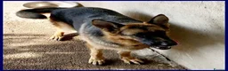Pastore Tedesco cani in regalo: DOMIZIANA bella socievole - Annuncio 2