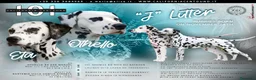 Dalmata cani in vendita: Dalmata cucciolo con pedigree - Annuncio 3