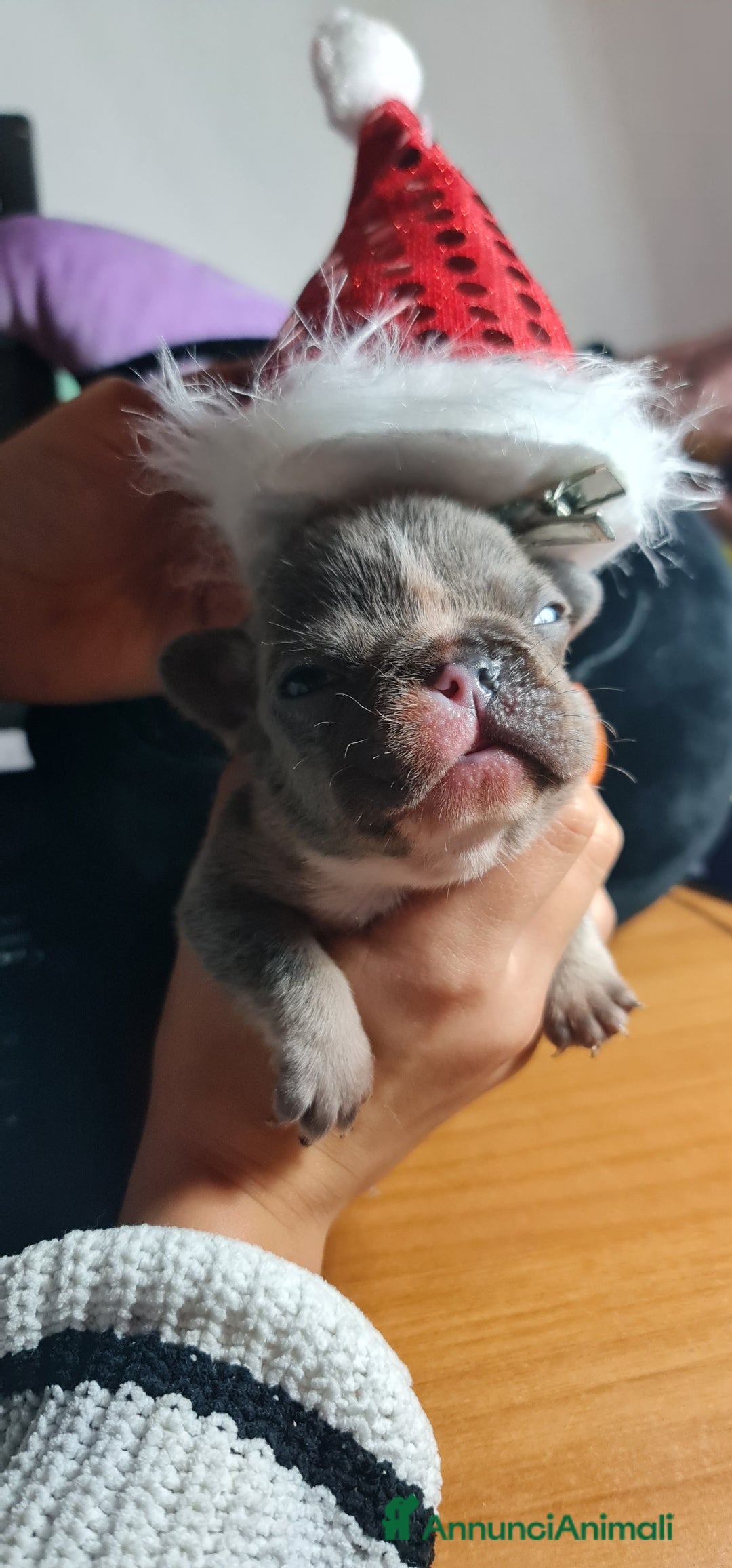 Bulldog Francese cani in vendita: Cucciolo di Bulldog Francese  - Annuncio 2